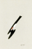 Schatten 11 (2001)